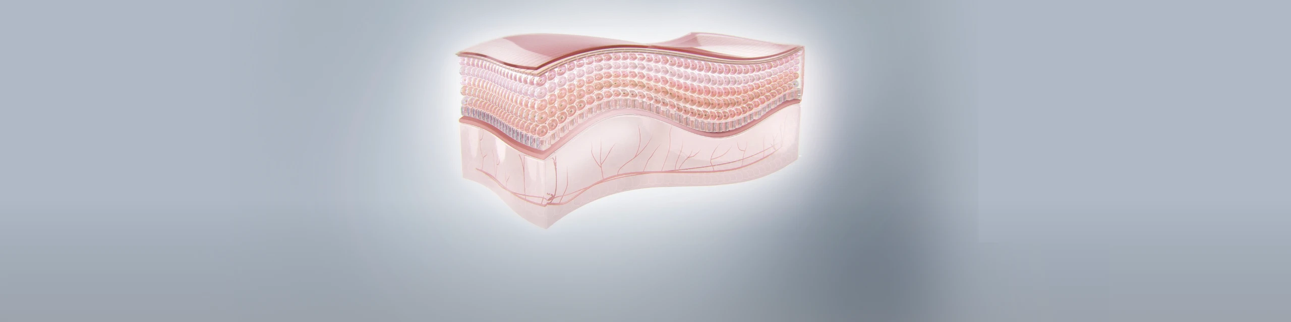 3D皮肤细胞模型